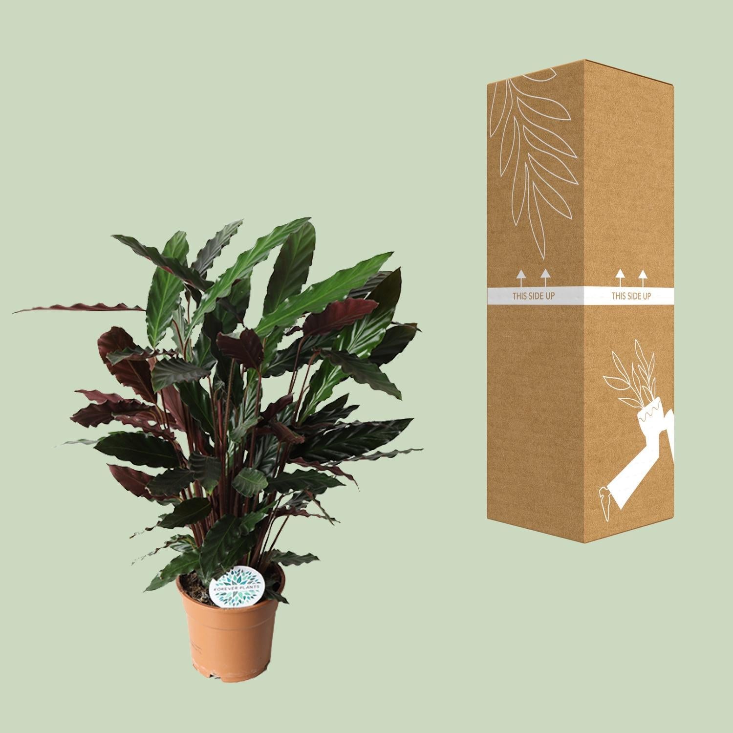 Gebetspflanze - Calathea Rufibarba - Ø17cm - ↕55cm