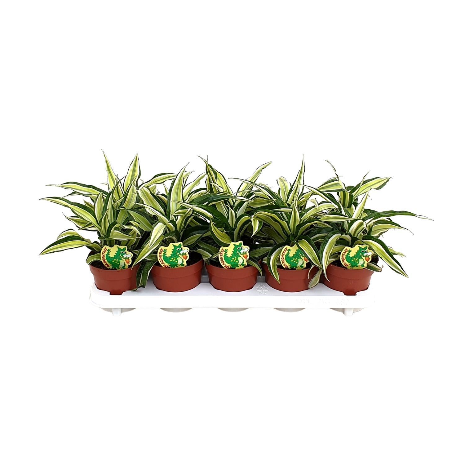 Drachenbaum Malaika - Dracaena Malaika - Ø12cm - ↕22cm