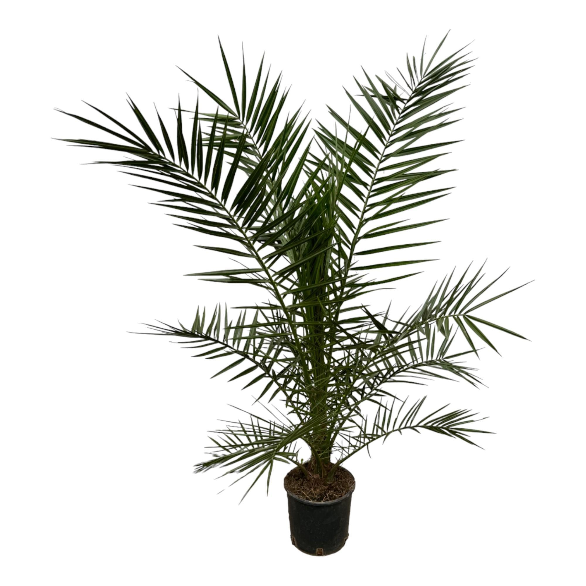 Phoenix Canariensis - 160cm - Ø22cm