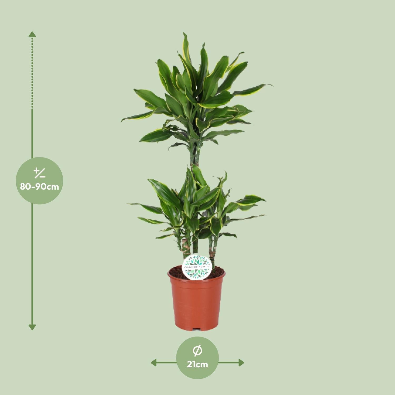 Dracaena Gouden Kust - Ø21cm - ↕90cm