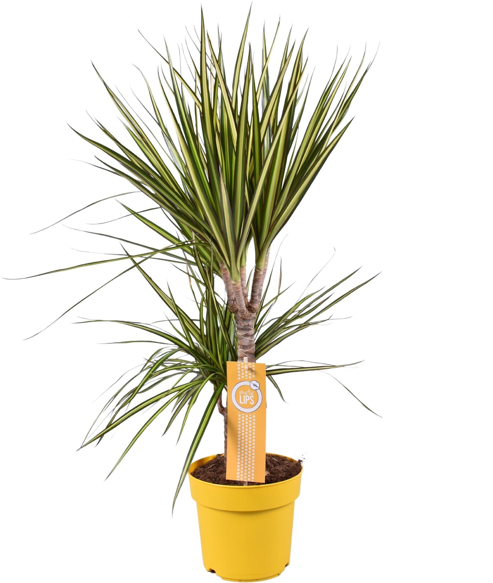 Dracaena Zonnestraal - Ø17 ↕70