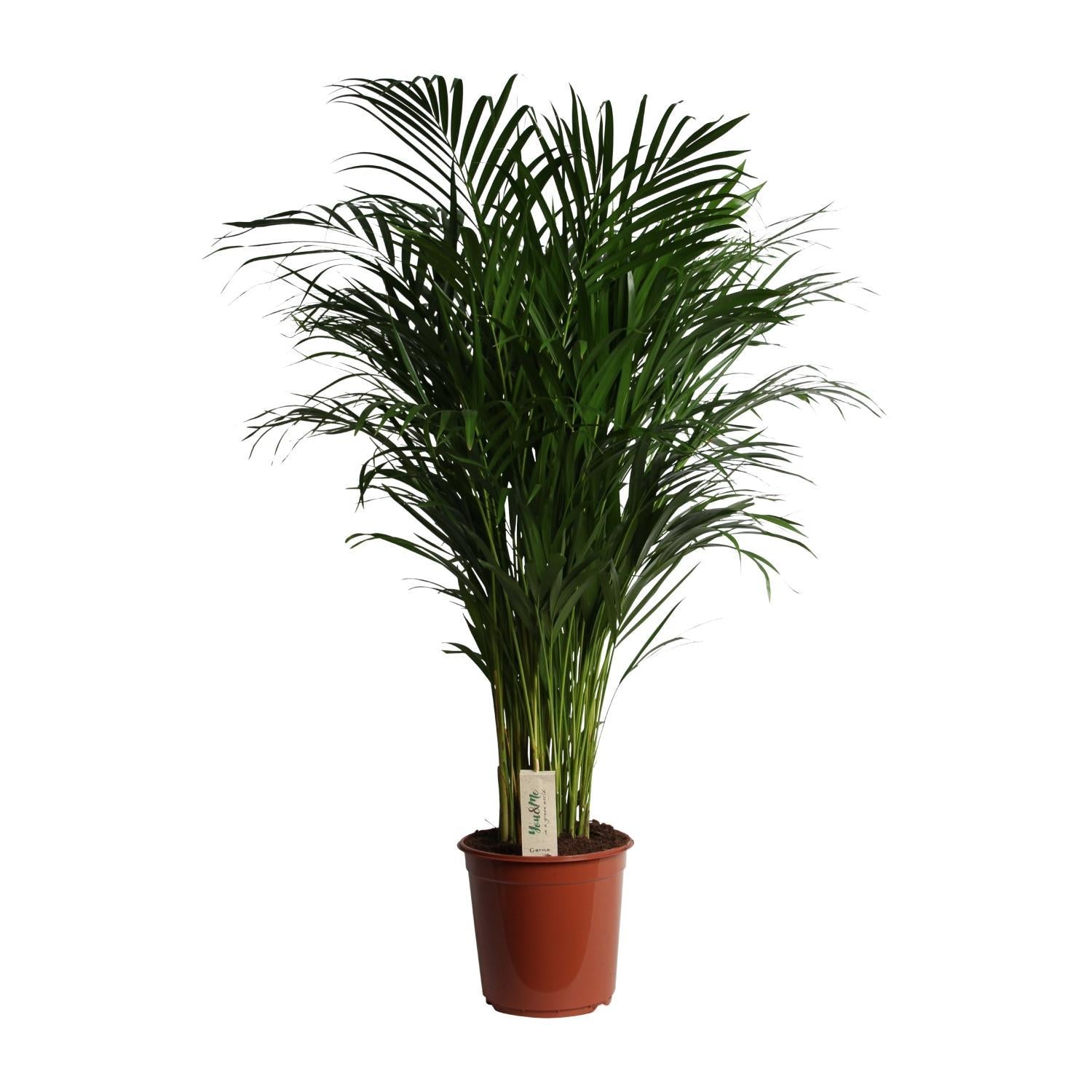 Arecapalme Dypsis Lutescens - Ø24cm - ↕120cm