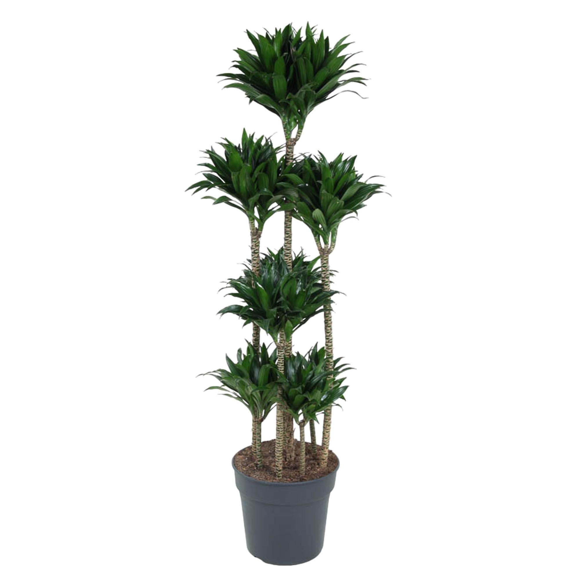 Drachenbaum Janet Craig Compacta - Dracaena Janet Craig Compacta - 160 cm - ø34