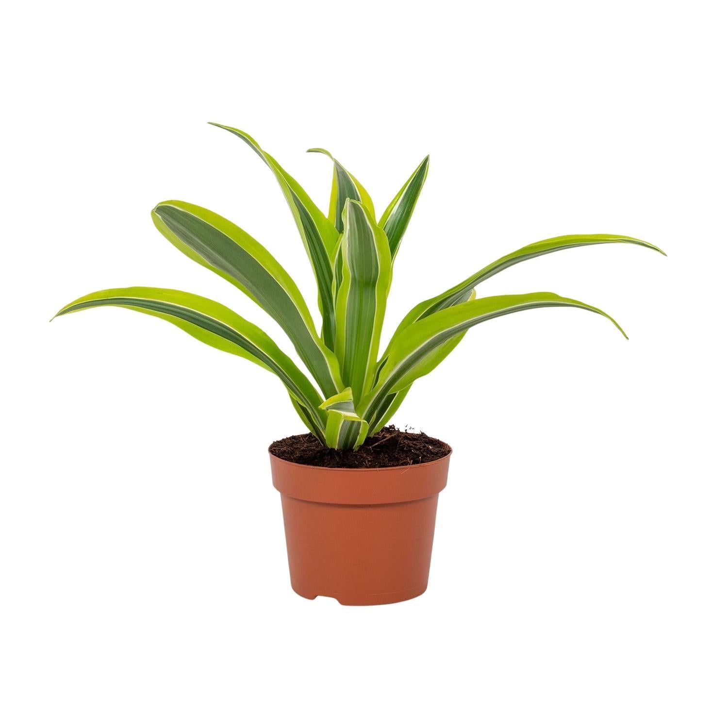 Dracaena Citroen Limoen 12cm - Ø12cm - ↕27cm