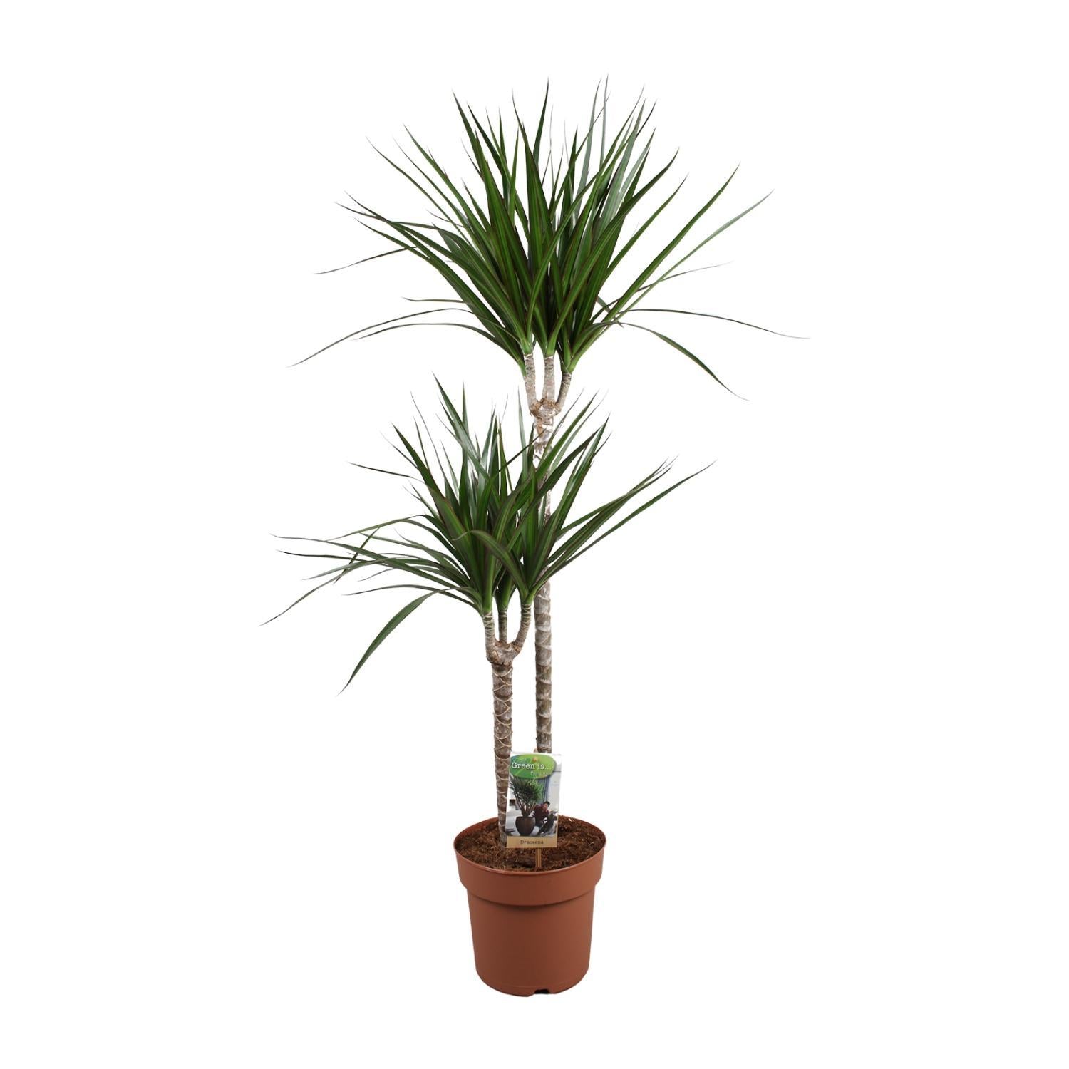 Drachenbaum Marginata - Dracaena Marginata - Ø19 ↕110