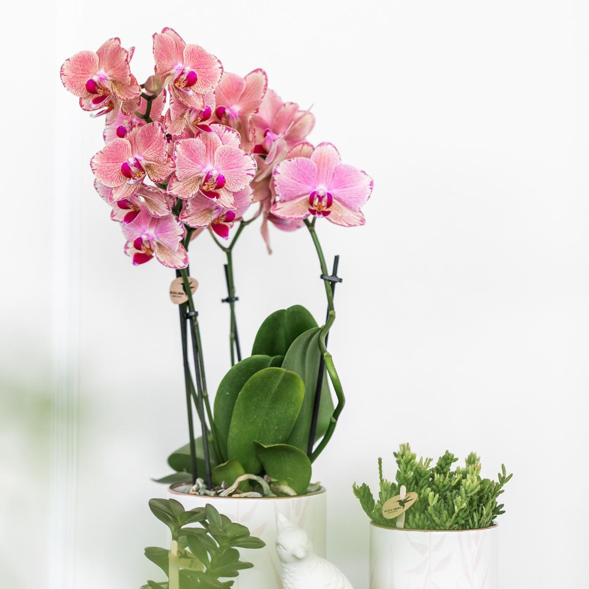 Kolibrie-orchideeën | COMBO AANBIEDING van 2 Phalaenopsis orchideeën - Pirate Picotee - potmaat Ø12cm | Bloeiende kamerplant - Vers van de kweker