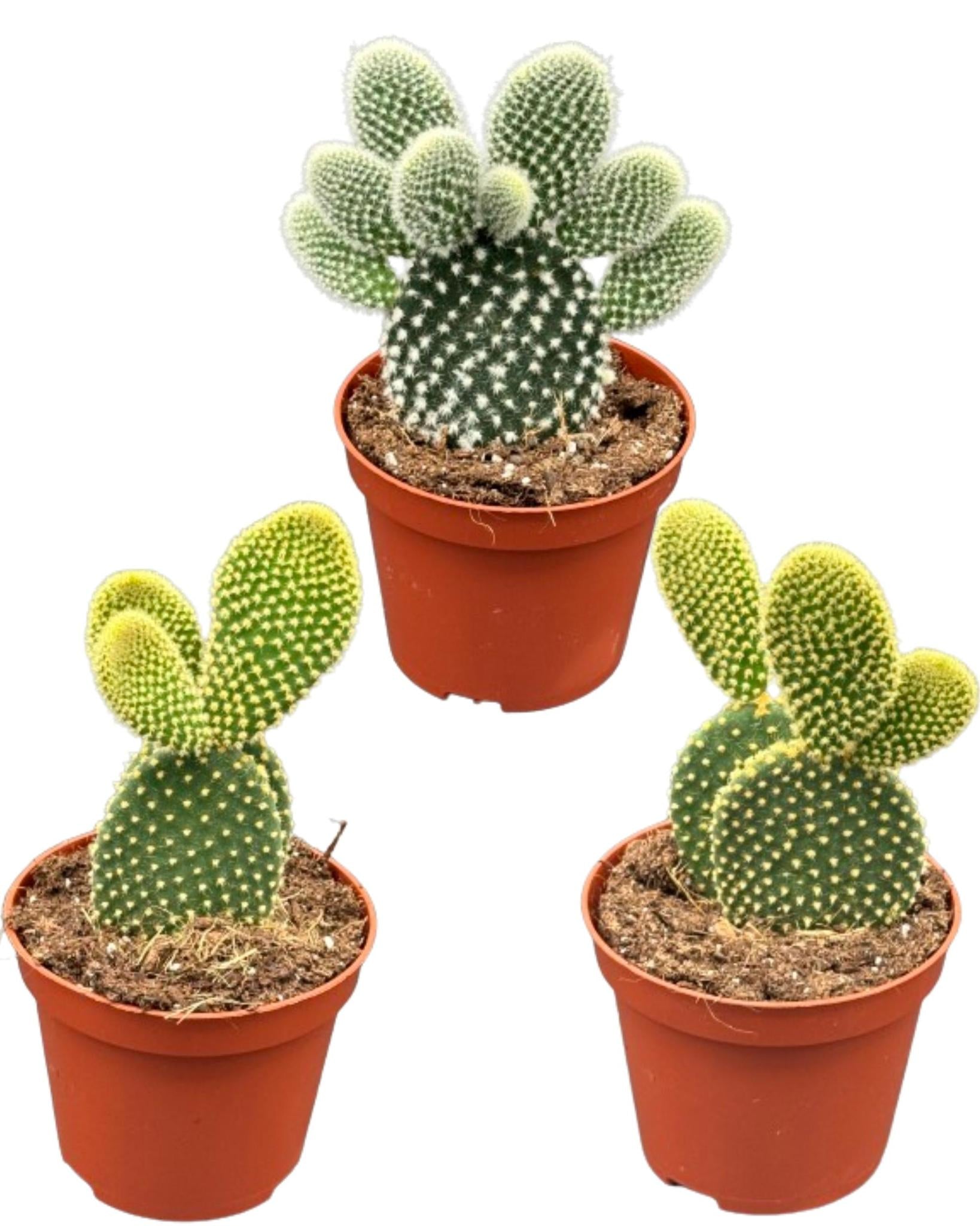 Hasenohrkaktus auch Engelsohr - Opuntia Microdasys  8.5cmØ- 15-20cm Höhe    3 Stück