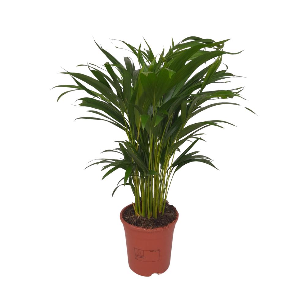 Arecapalme - Dypsis Lutescens - Ø17cm - ↕55cm