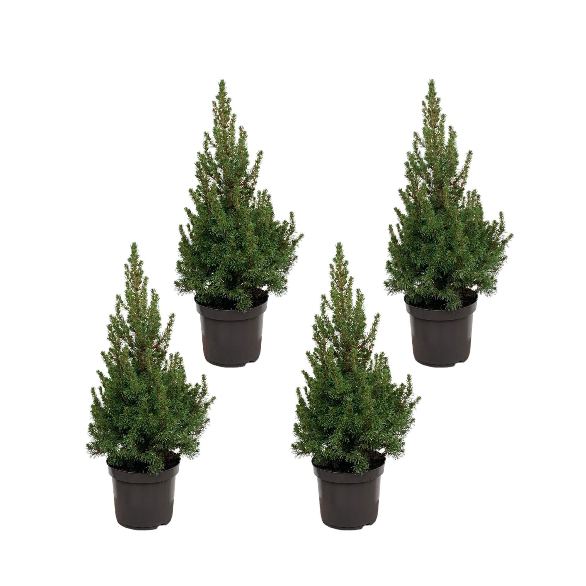 Kerstboompakket - 4x Picea - 60 cm