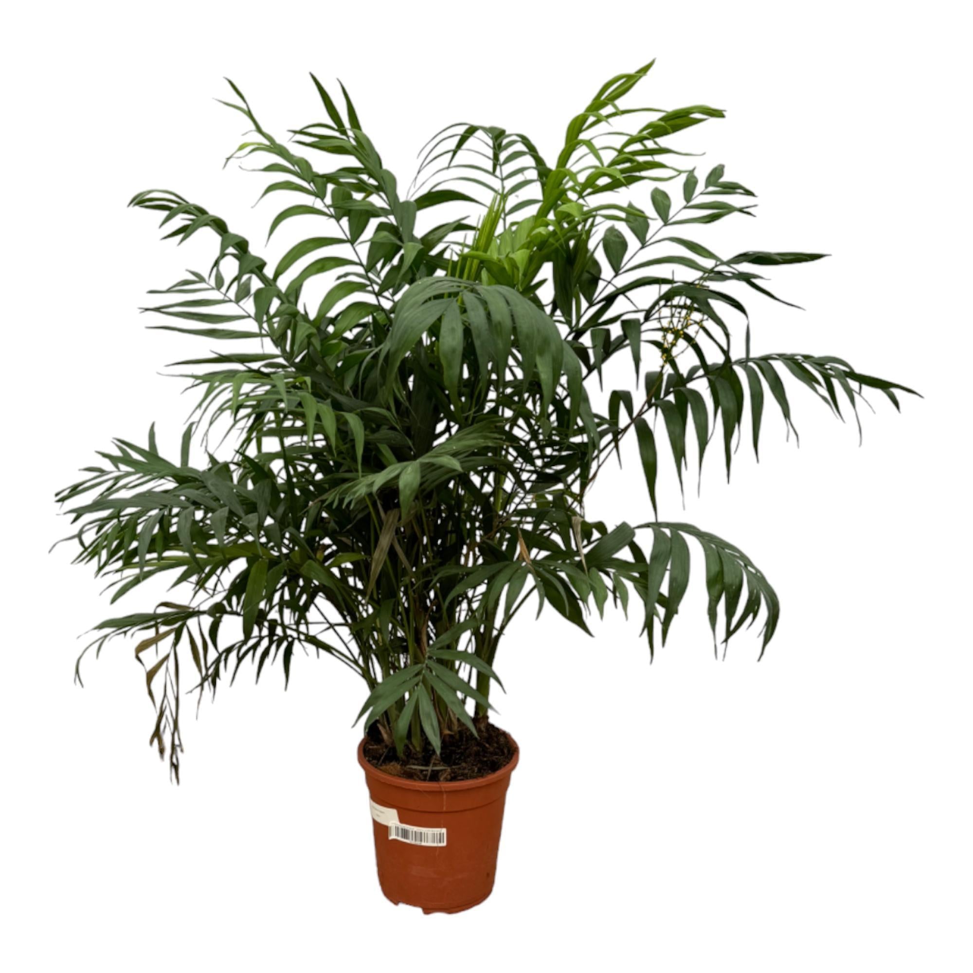 Mexikanische Bergpalme - Chamaedorea Elegans  - 100 cm - Ø21cm