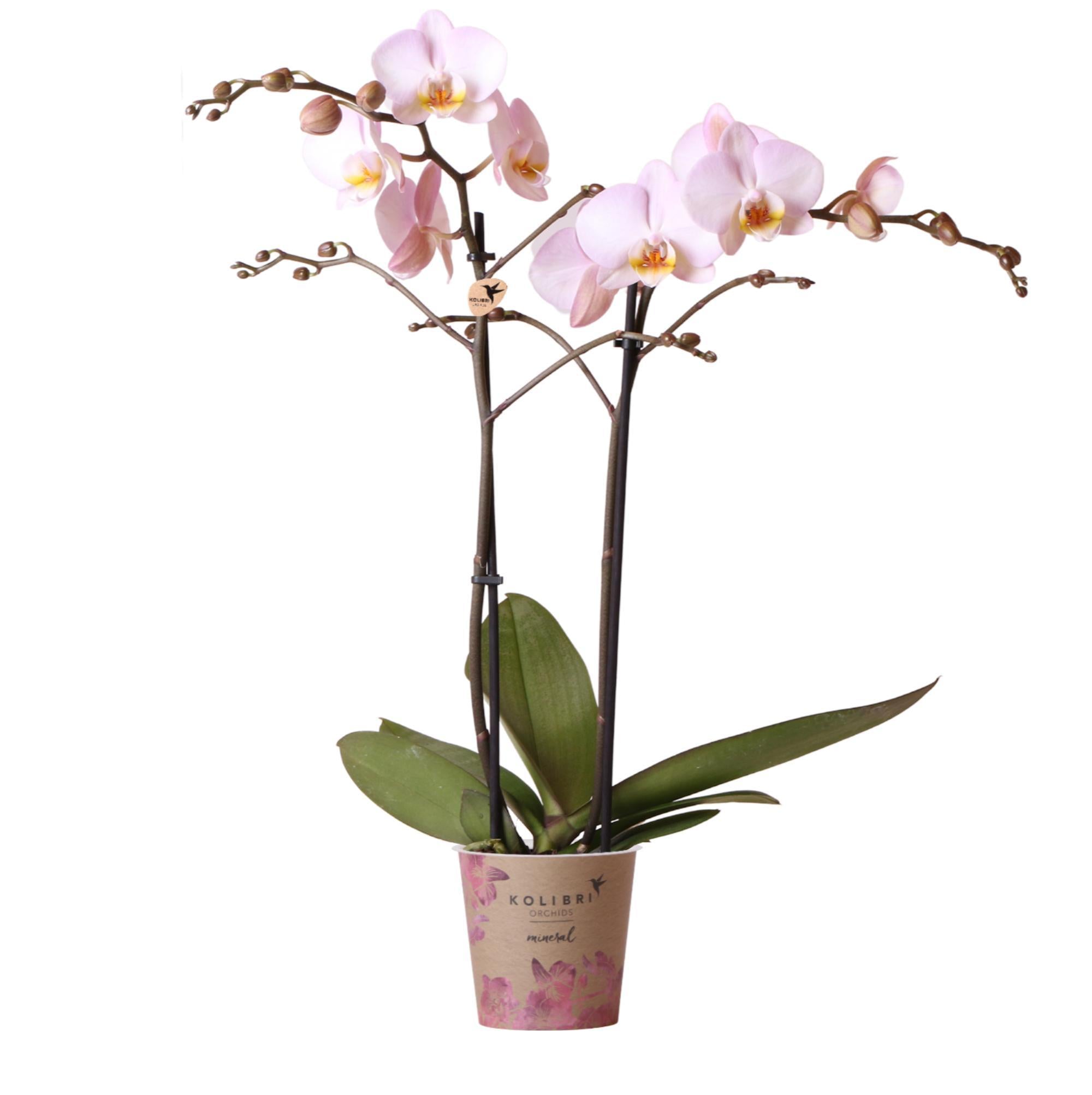 Kolibrie-orchideeën | roze Phalaenopsis orchidee - Mineral Kikion - potmaat Ø12cm | bloeiende kamerplant - vers van de veredelaar