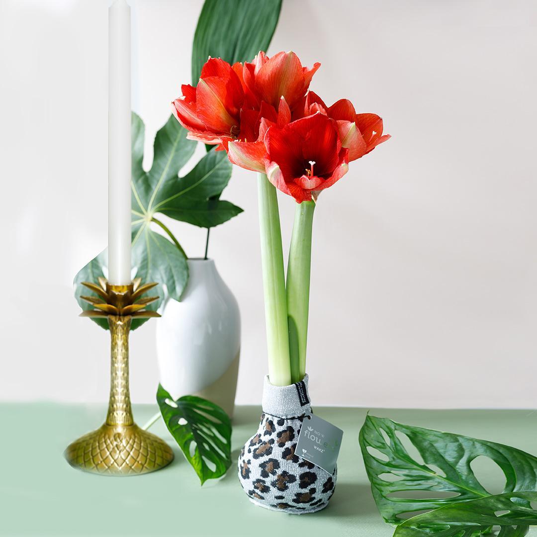 No Water Flowers® (wax amaryllis) | Fashionz Animal - Leopard + Red flower