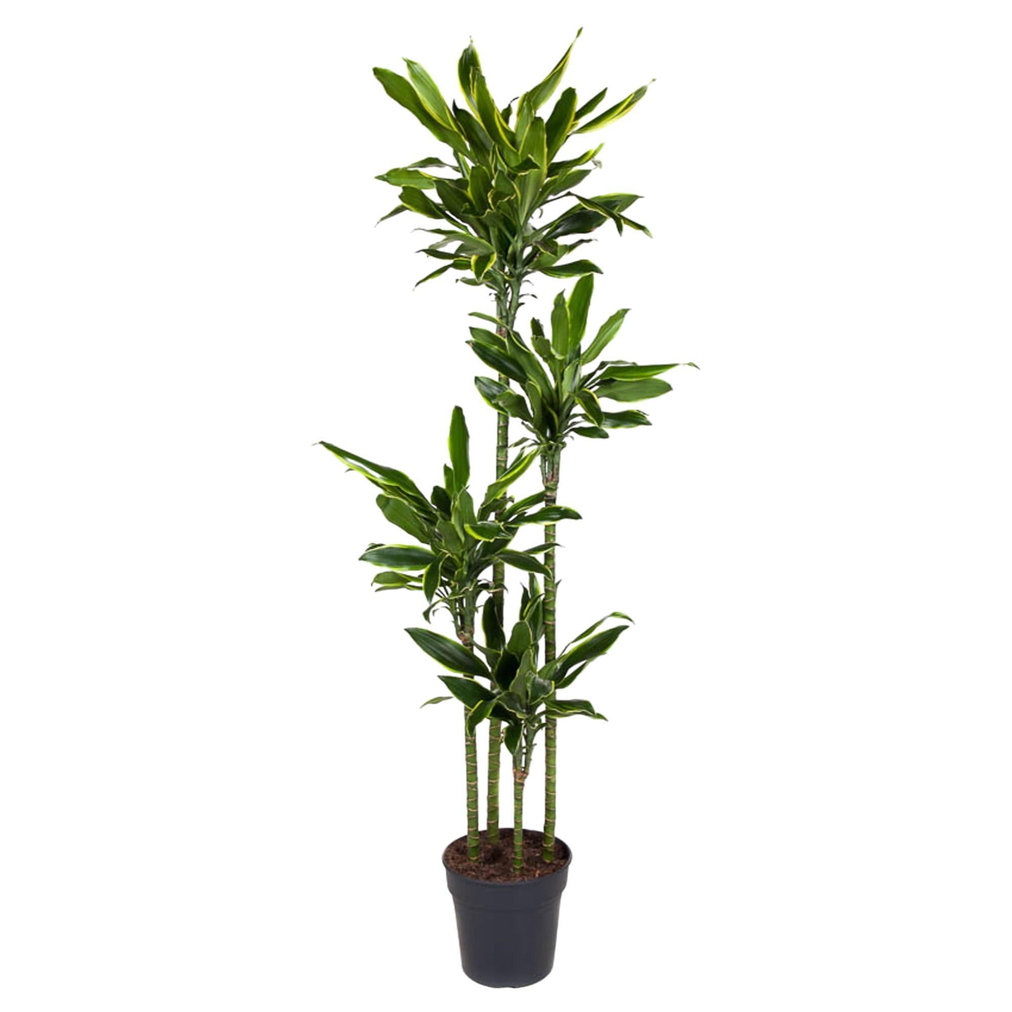 Dracaena Gouden Kust - 170 cm - ø27