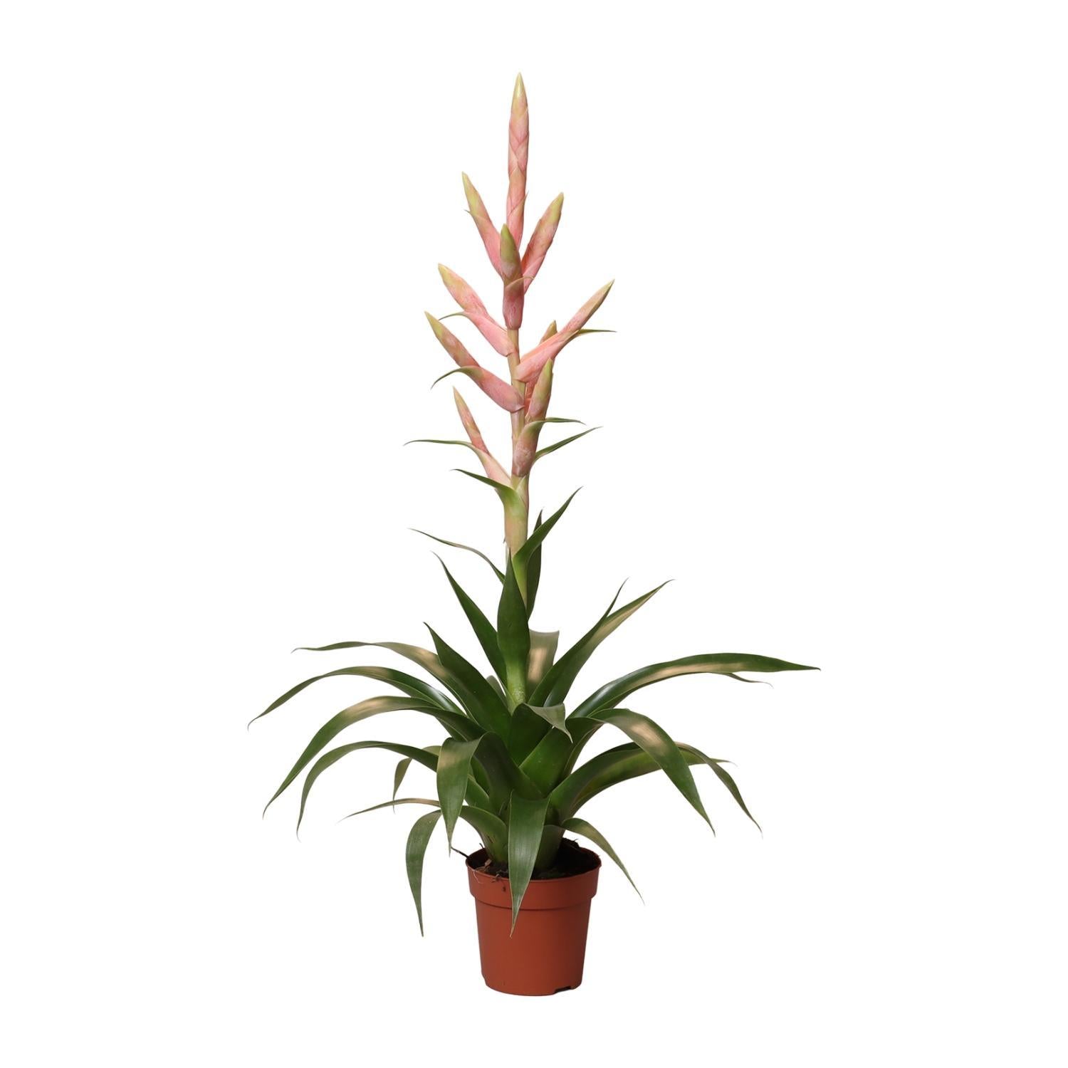 Tillandsia Dolce - Ø12cm - ↕60cm