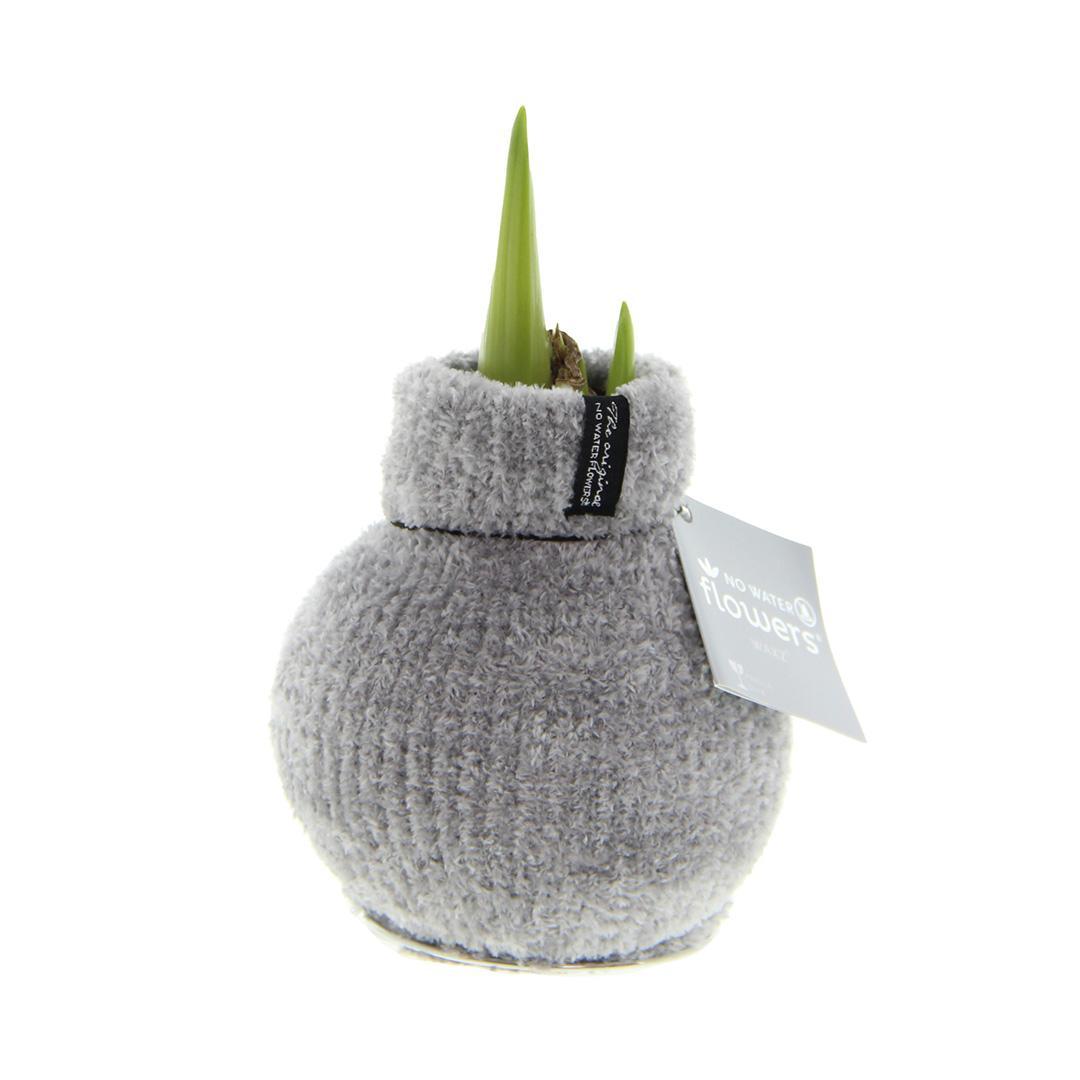 No Water Flowers® (wax amaryllis) | Fashionz Cozy Fluffy - Grey + Red flower