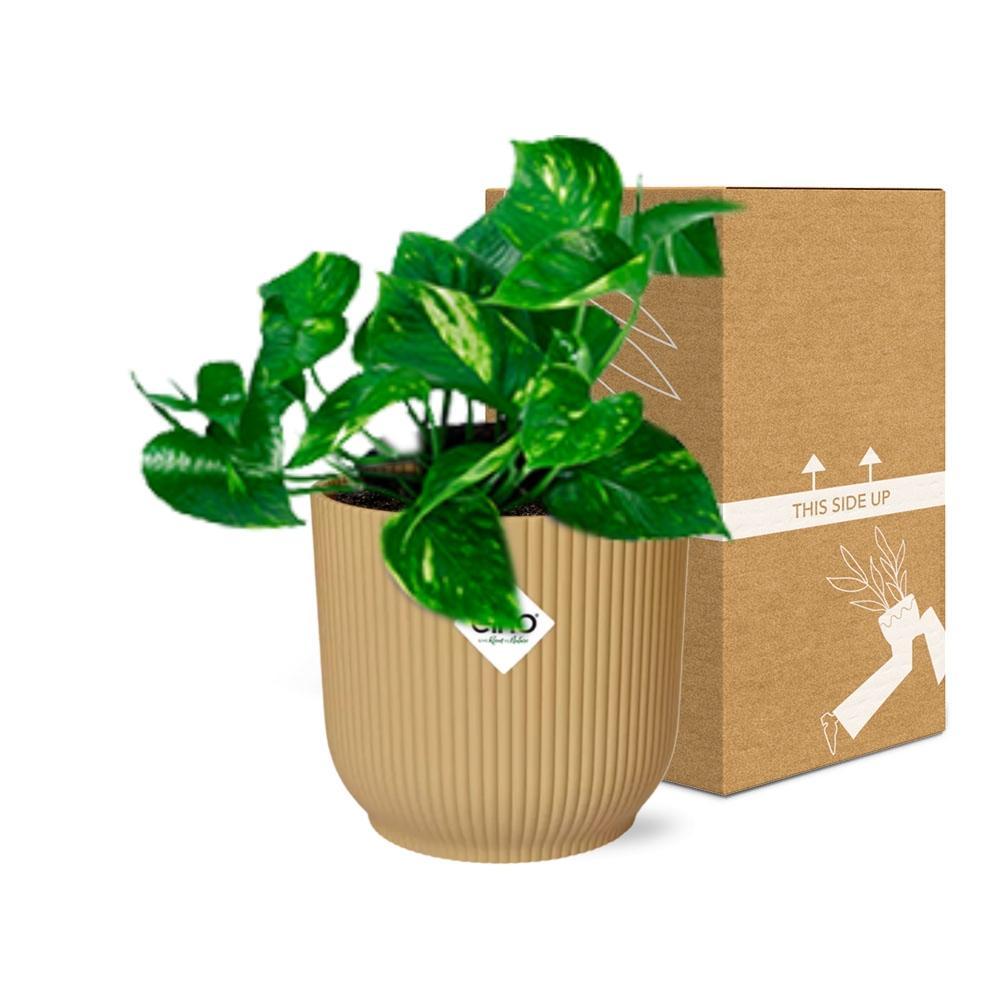 Efeutute - Epipremnum Pinnatum ‘Aureum’ in ELHO Vibes Fold 14cm geel Topf gelb