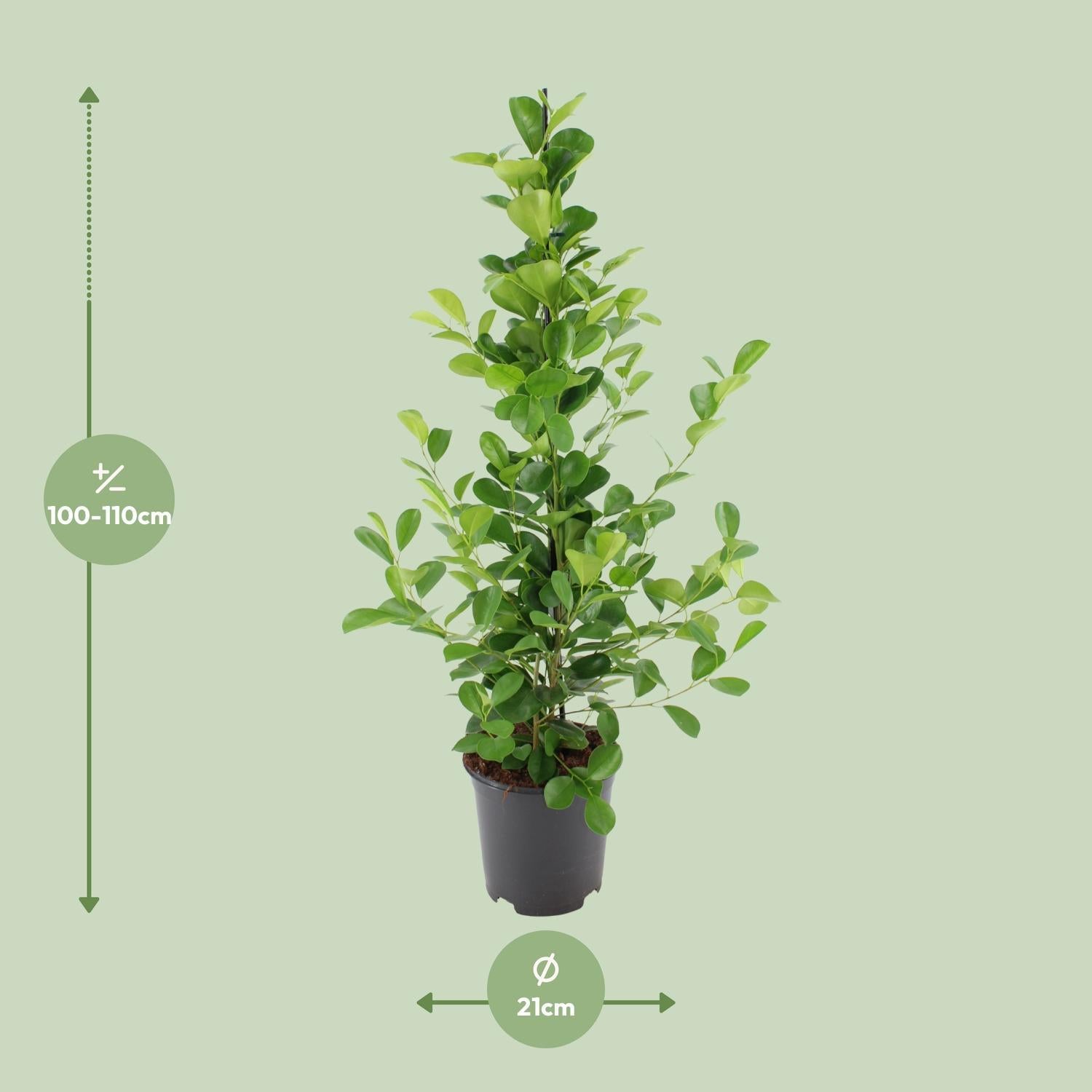 Lorbeerfeige Ficus microcarpa Moclame - Ø21cm - ↕95cm