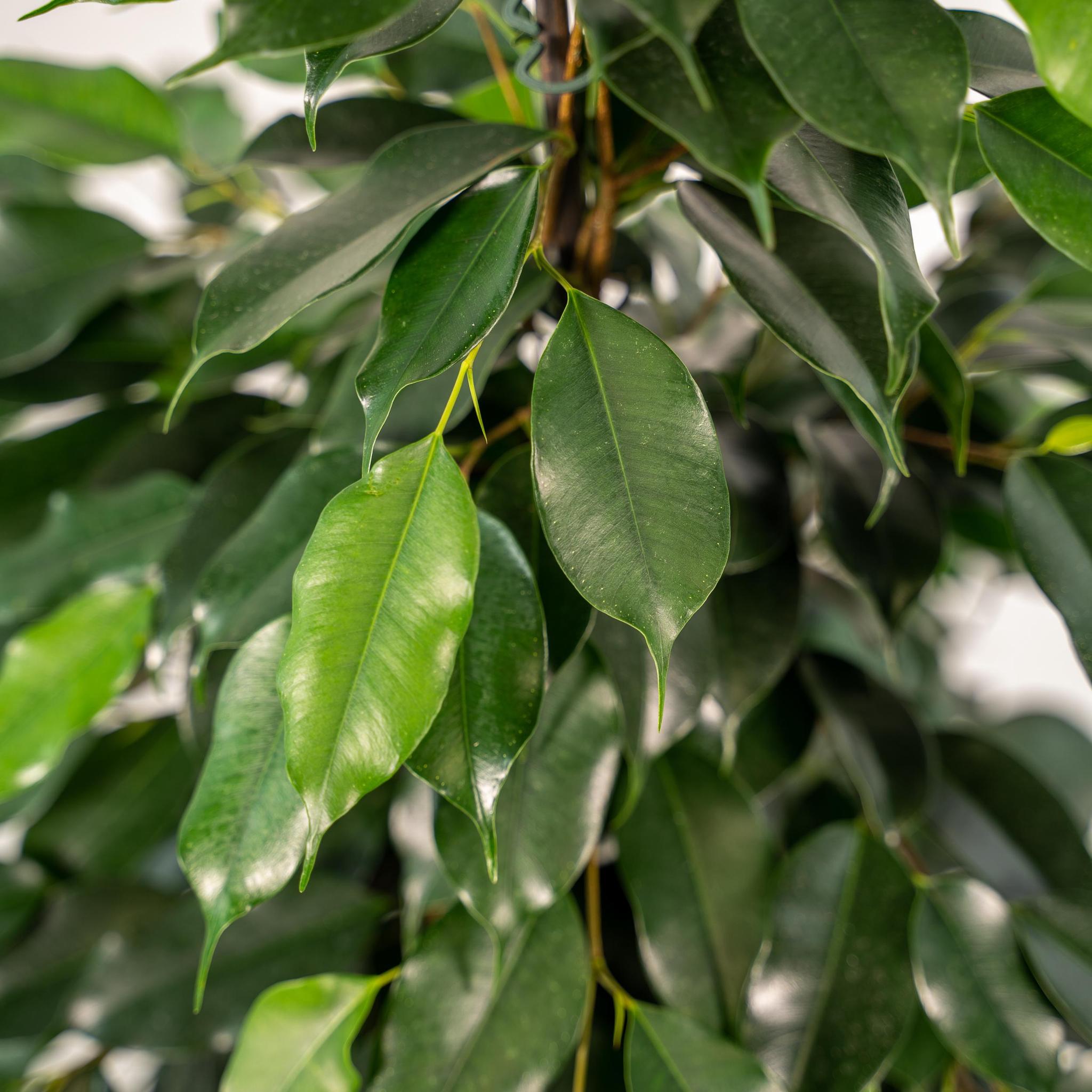 Ficus benjamina Danielle - Ø21cm - ↕95cm + pot Mayk Lead