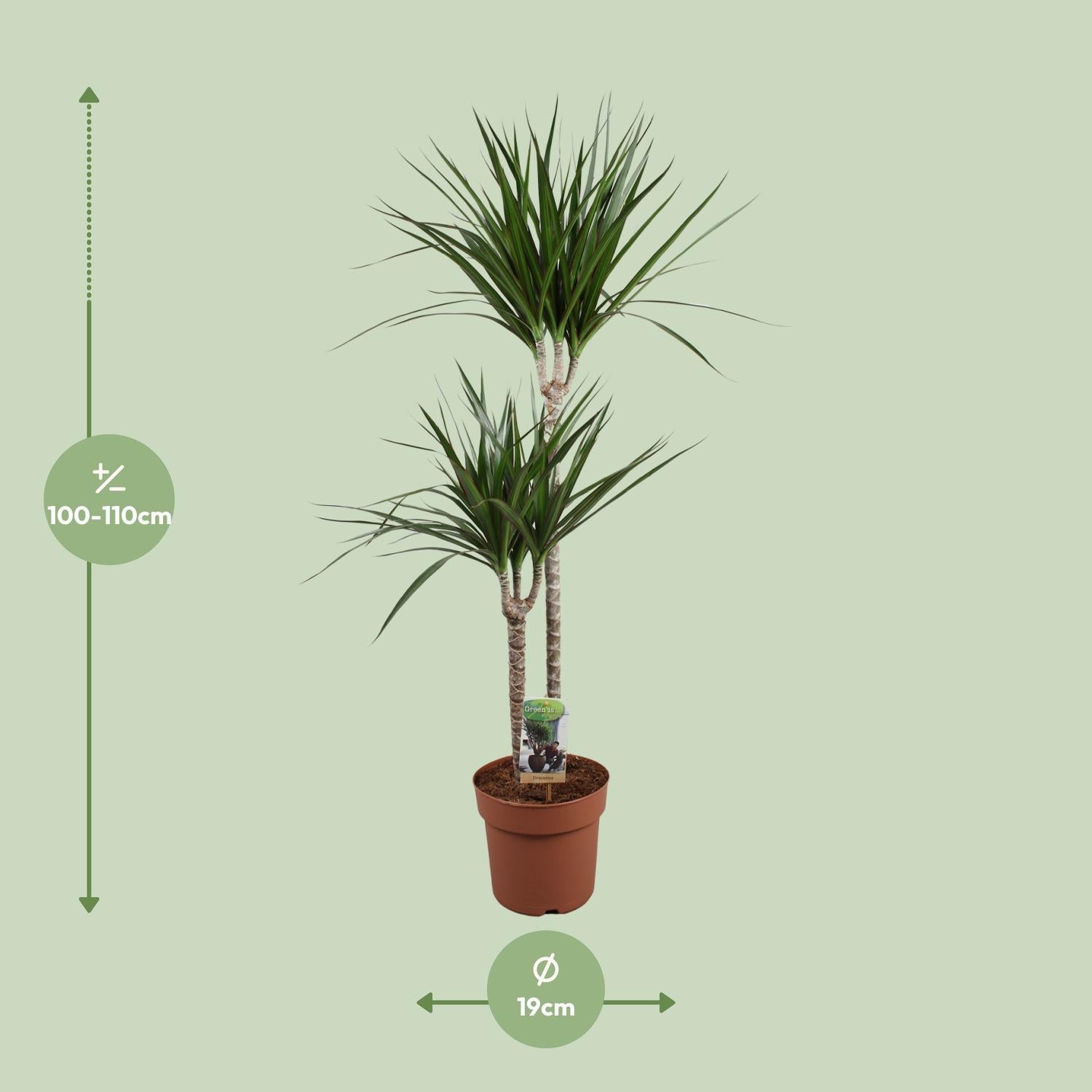 Drachenbaum Marginata - Dracaena Marginata - Ø19 ↕110