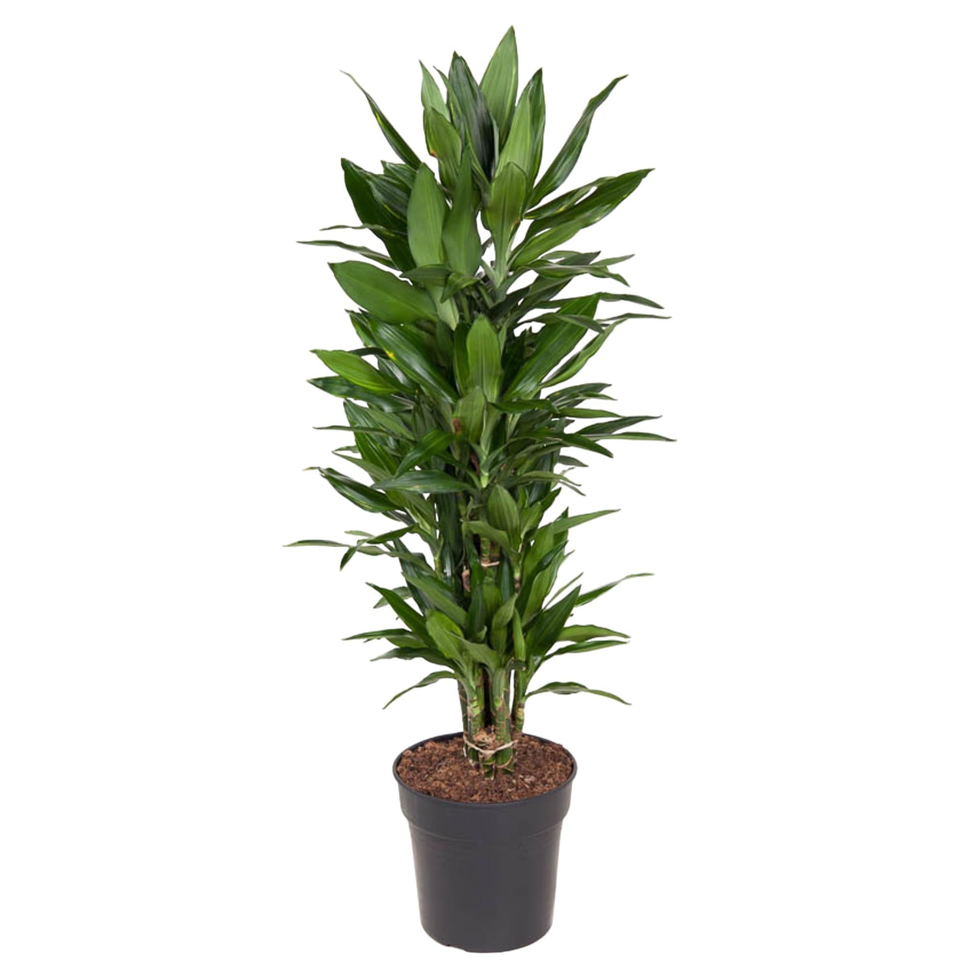 Drachenbaum Janet Lind - Dracaena Janet Lind verzweigt - 110 cm - ø27