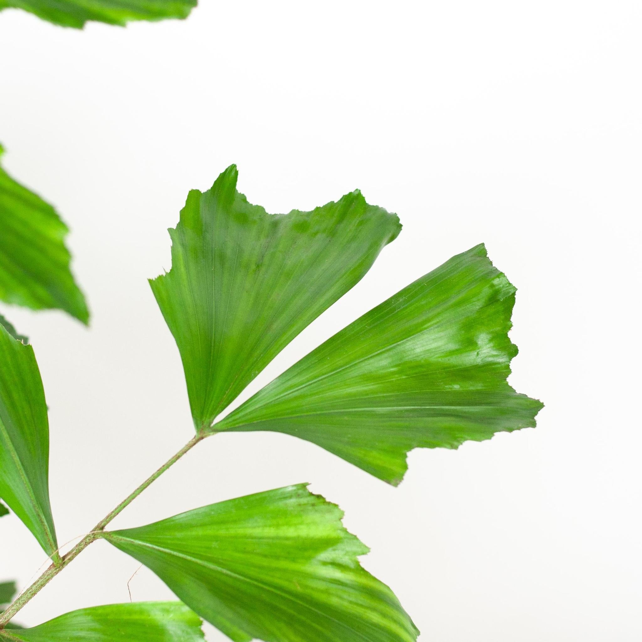 Fischschwanzpalme - Caryota Mitis XL mit Korb Torun - 130cm - Ø24