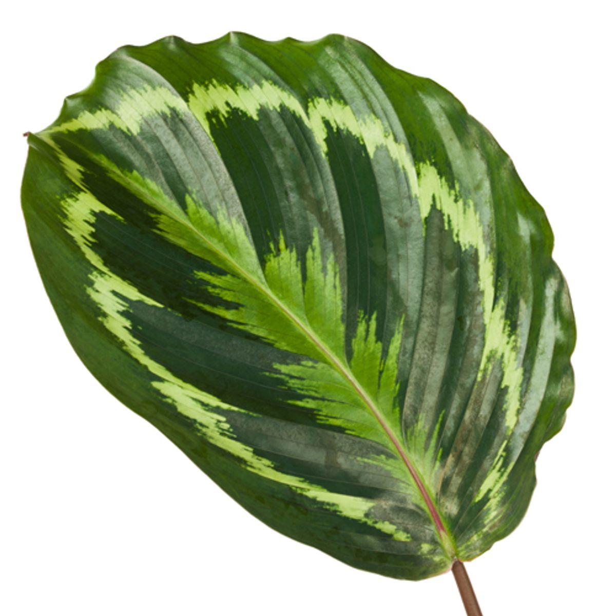 Calathea Medallion - Korbmarante - 80 cm - Ø19cm