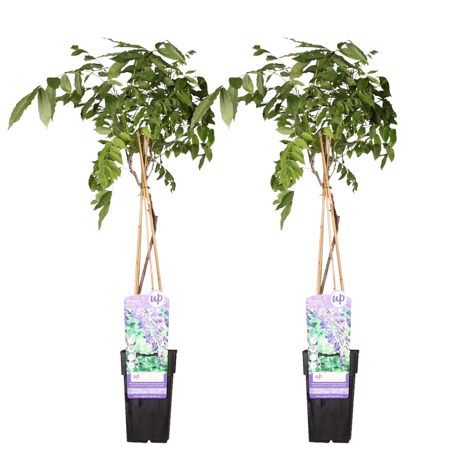 2x - Blauweregen sinensis 'Prolific' - ↨65cm - Ø15