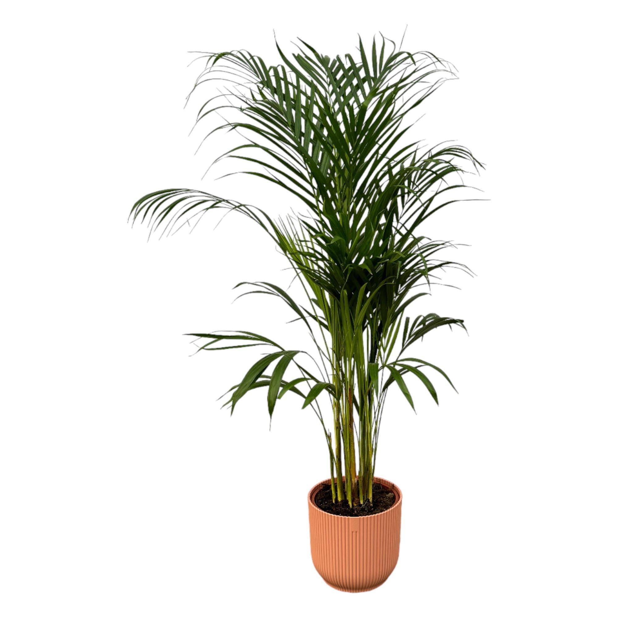 Areca palm - ↨110cm - Ø21cm inclusief elho Vibes Fold Rond roze D22xH20