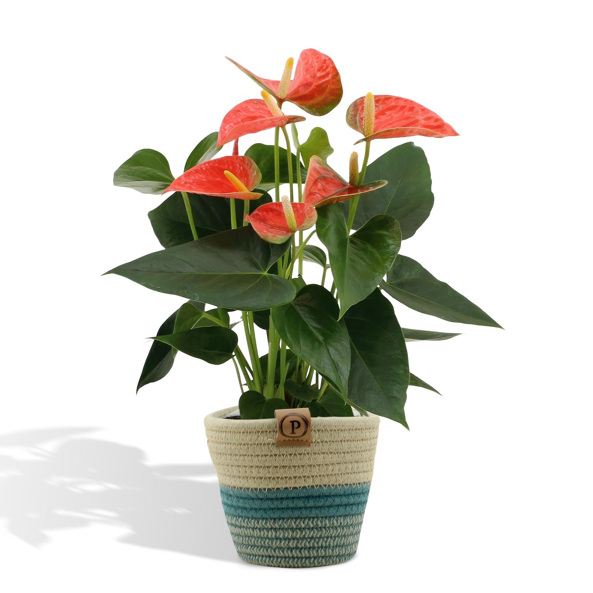 Anthurium andreanum Prince of Orange incl. PURE Korb - 45cm - Ø12