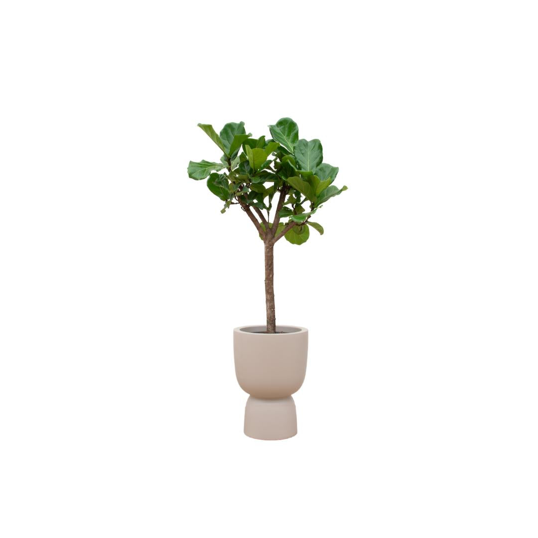 Geigenfeige - Ficus Lyrata Baum inklusive elho Pure Coupe Topf beige Ø41 - 210 cm