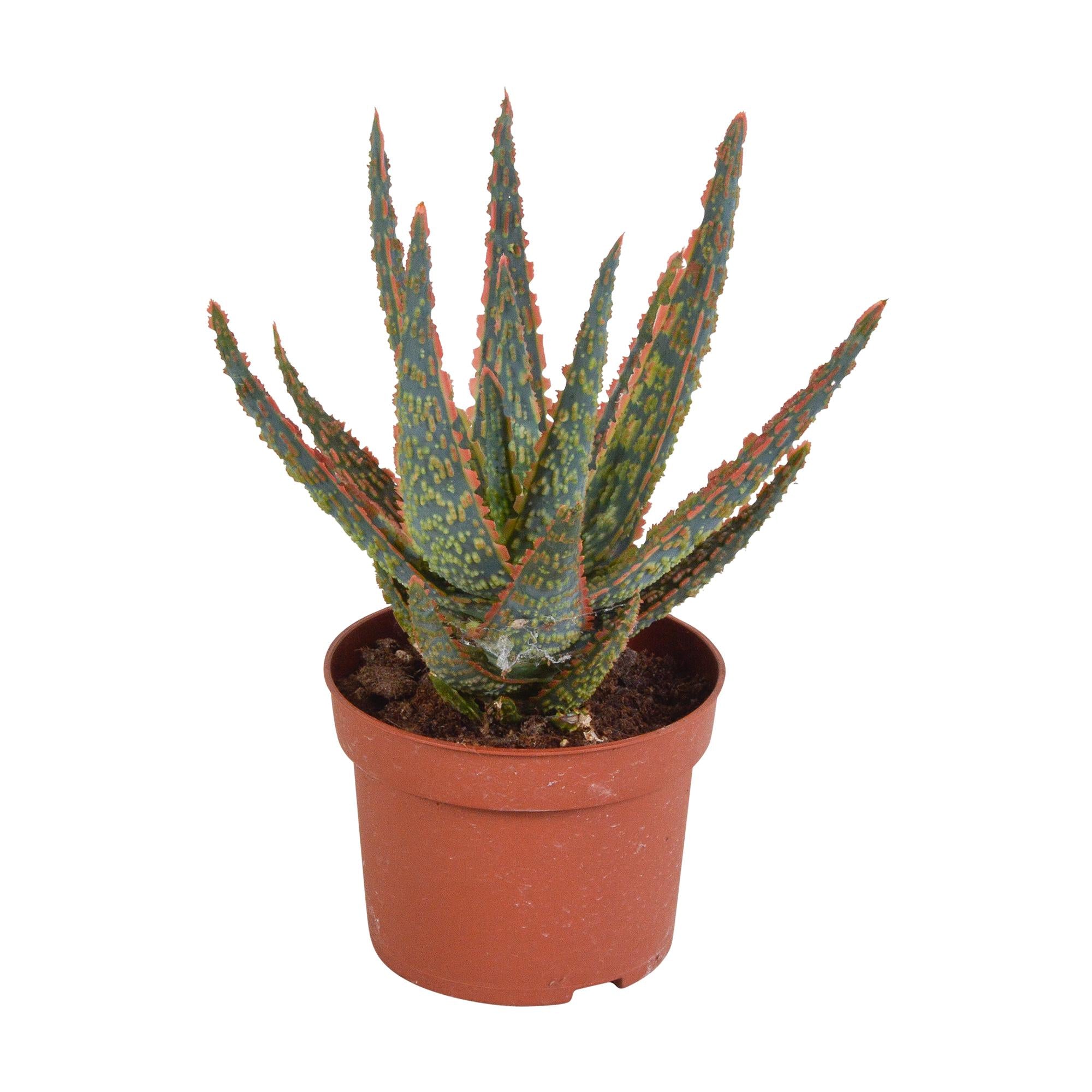 Aloe Zebrina Dannyz 10,5cm