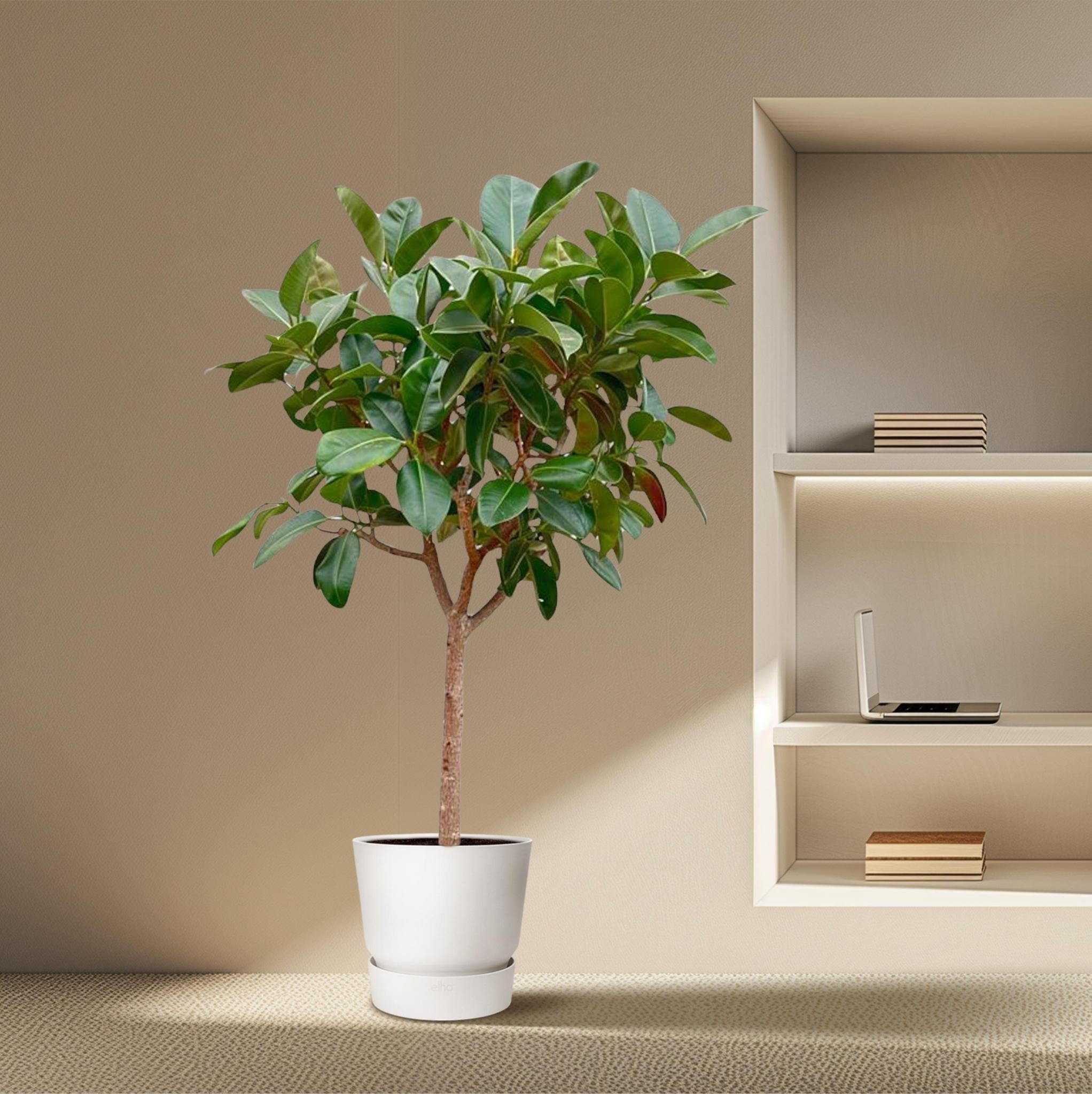 Ficus Elastica Robusta op stam - 210cm - ø40