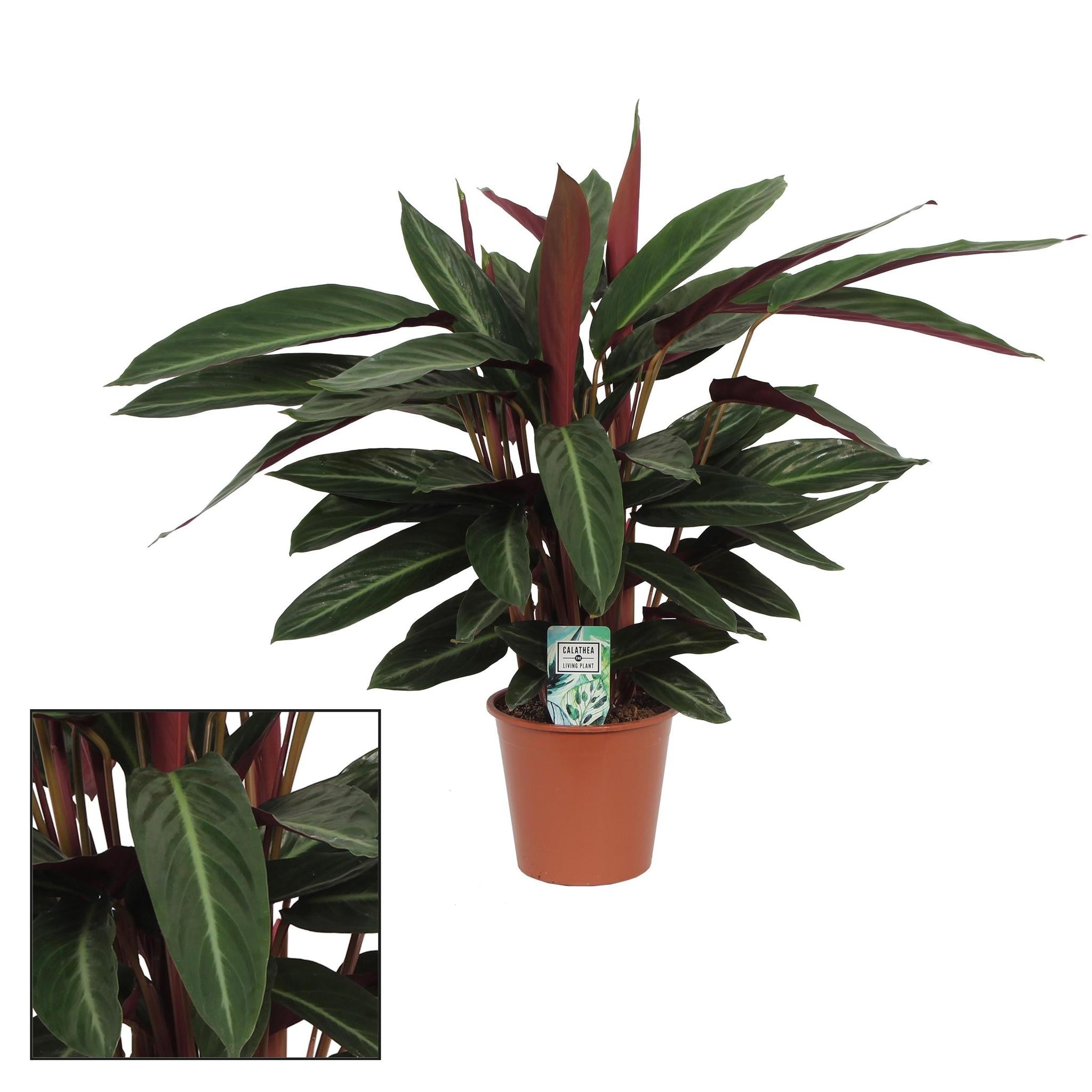 Calathea  Stripestar Living - Korbmarante - Ø17 ↕65