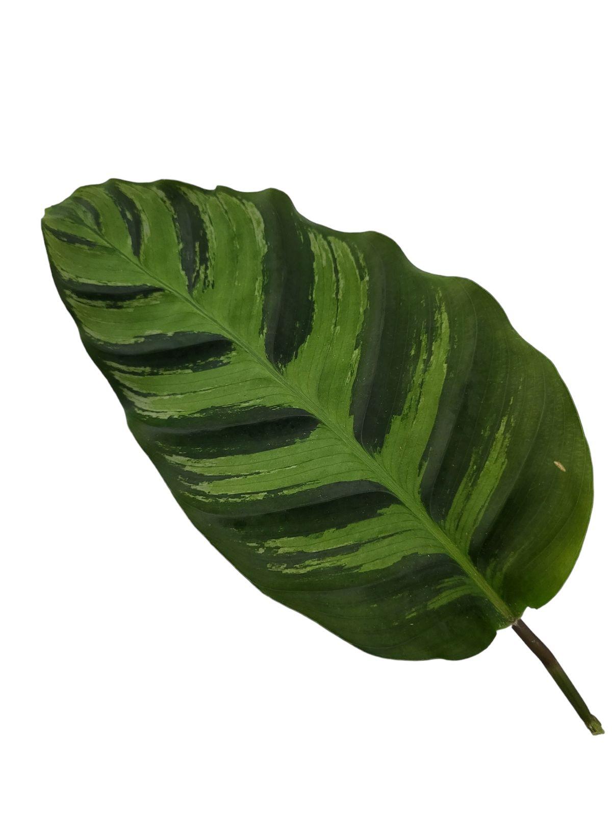 Calathea Greenstar - Korbmarante - 40 cm - Ø12cm