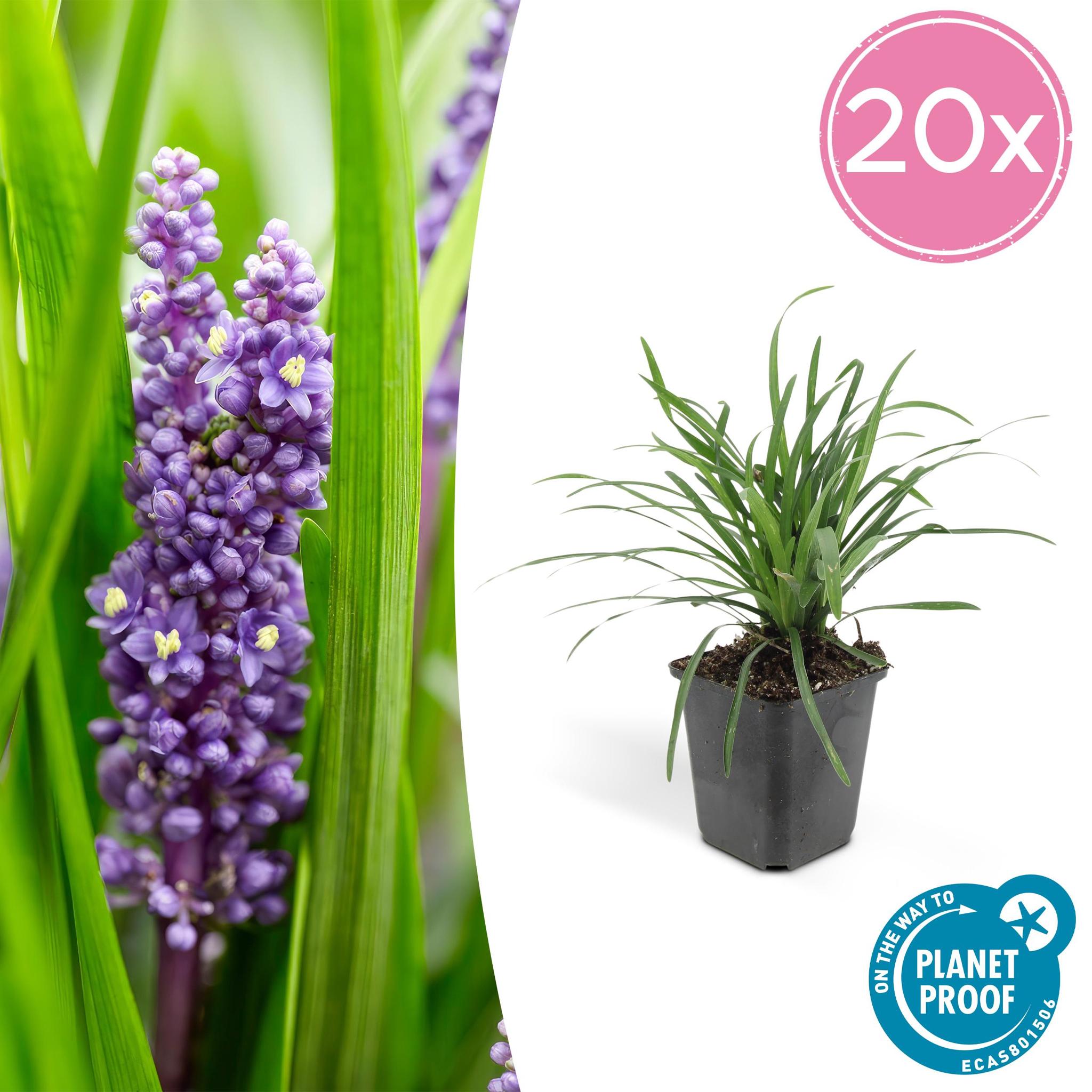 Liriope muscari 'Big Blue' - ↕10-25cm - Ø9cm - 20 Stück