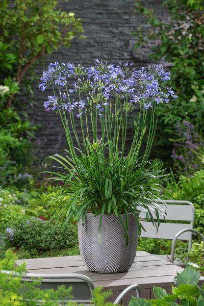 Agapanthus blauwe bloemen.