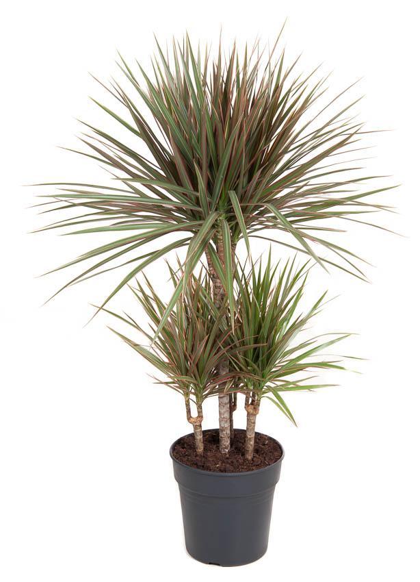 Drachenbaum Bicolor - Dracaena Bicolor carrousel - Ø21cm - ↕100cm