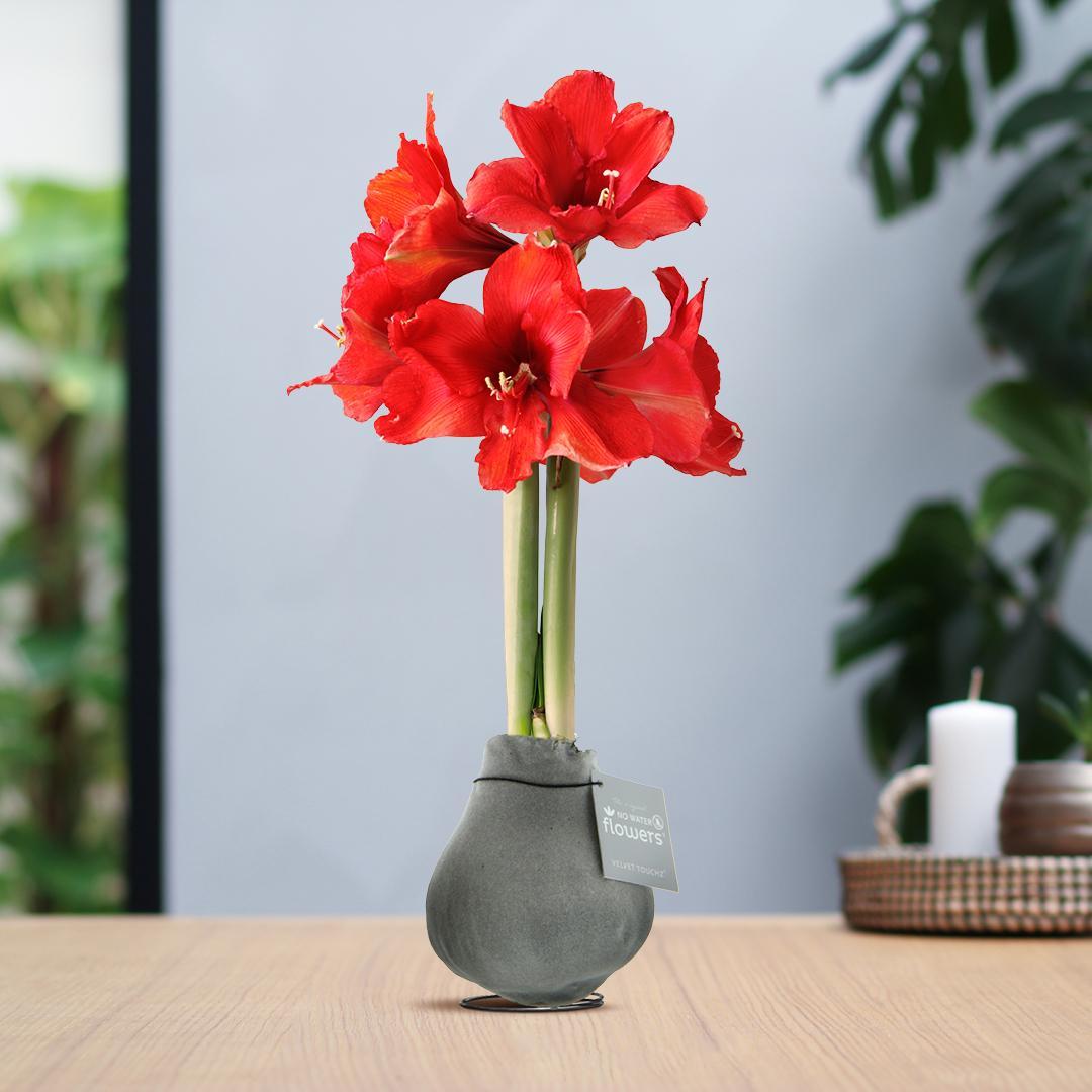 No Water Flowers® (wax amaryllis) | Velvet Touchz® - Silver + Red flower