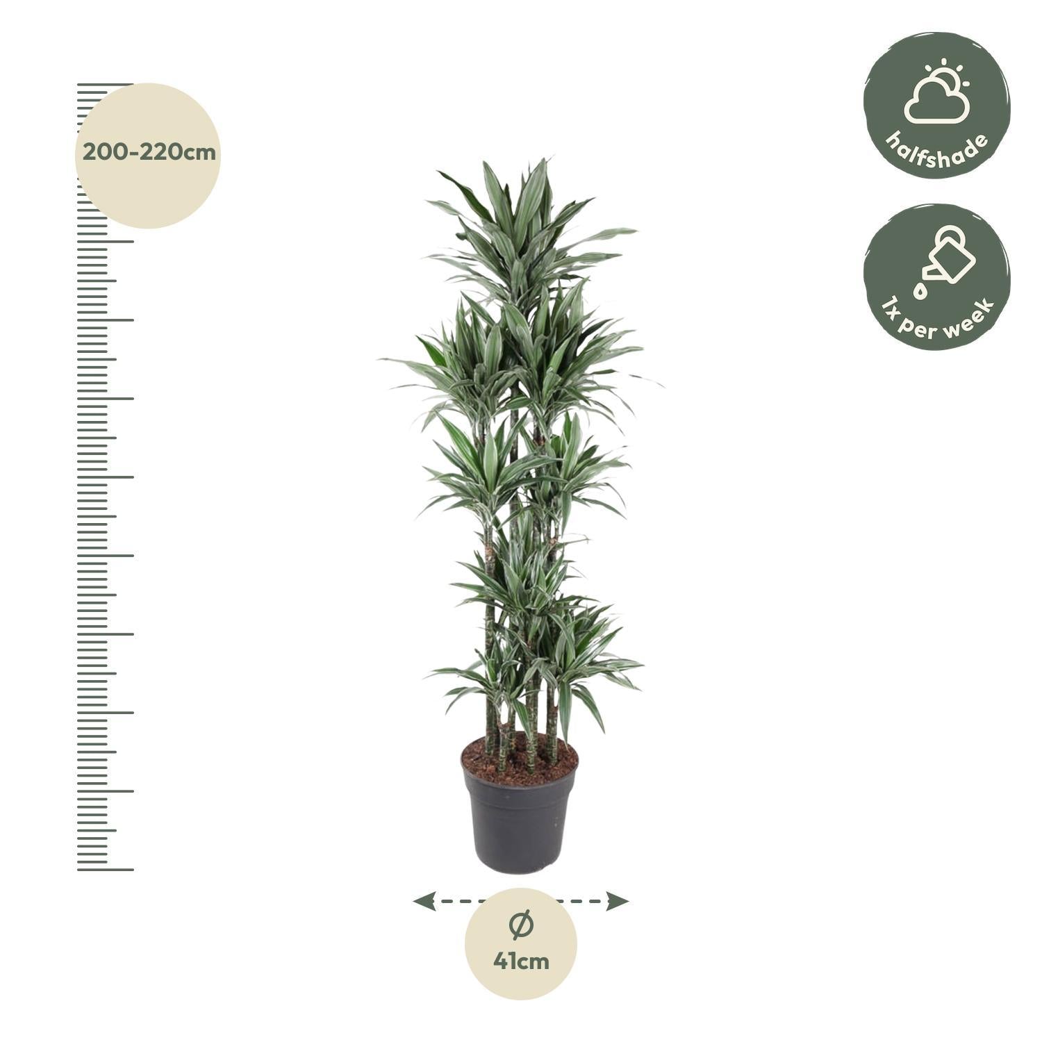 Drachenbaum Warneckei - Dracaena Warneckei Carrousel - 210 cm - ø41