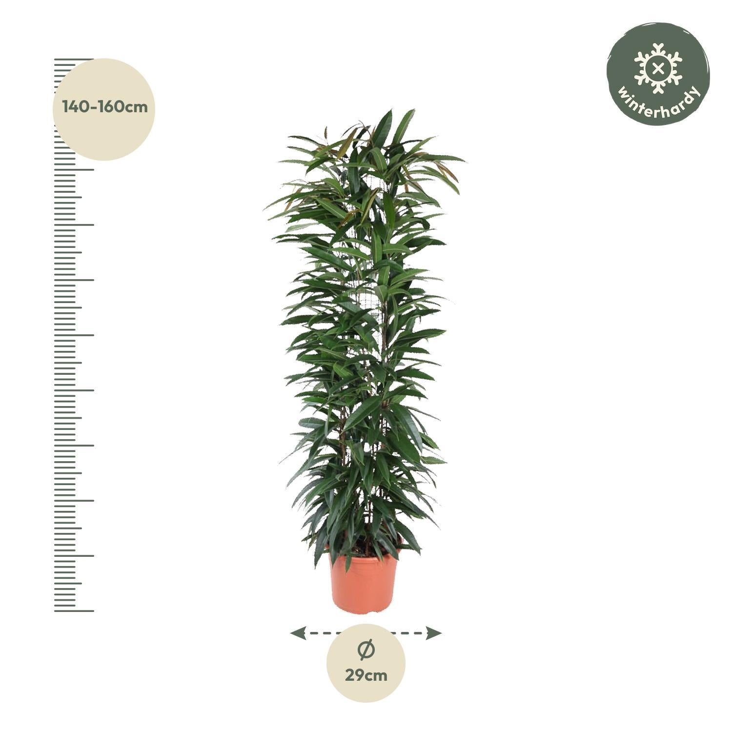 Gummibaum Ficus Alii King  - 150 cm - ø29