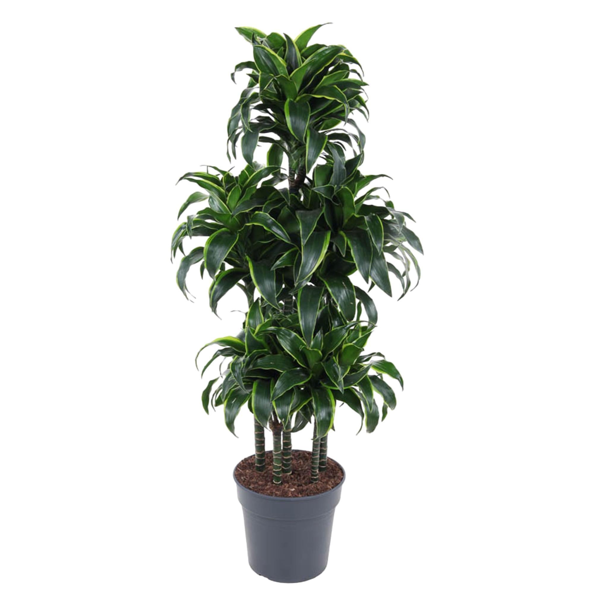 Drachenbaum Dorado - Dracaena Dorado Carrousel - 140 cm - ø31