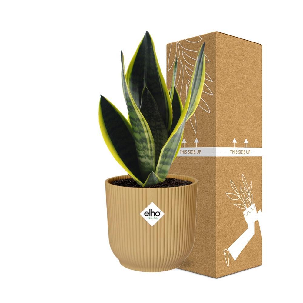 Sansevieria Futura Superba in ELHO Vibes Fold 14cm geel Topf gelb