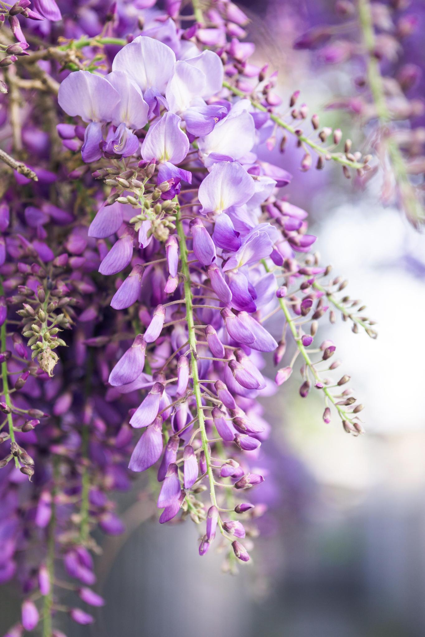 Japanischer Blauregen - Wisteria floribunda 'Naga Noda' - Purpurner Regen - Ø15cm - ↕65cm