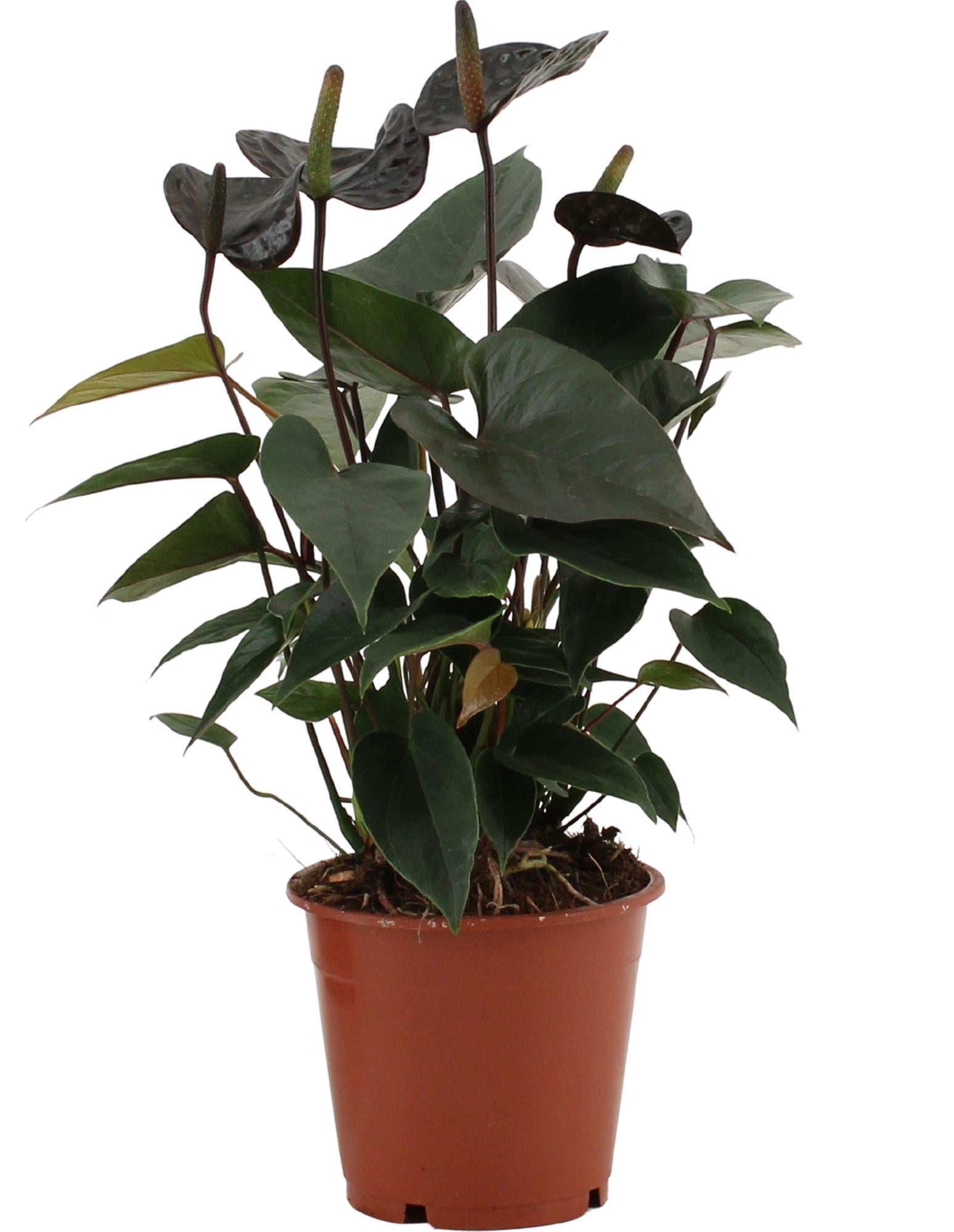 Anthurium Black Love In Transparante Hoes - Ø12cm - ↕36cm