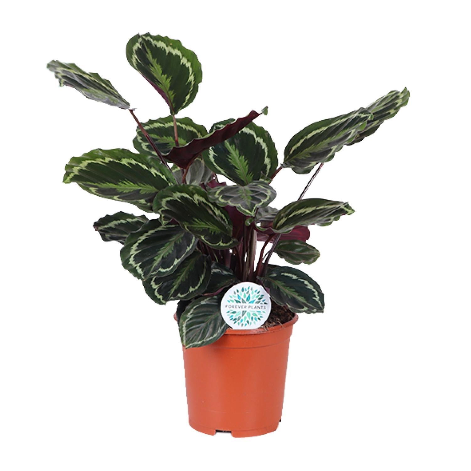 Calathea Medaillon - Ø21cm - ↕70cm