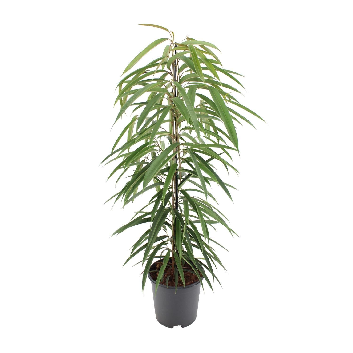 Birkenfeige - Ficus Binnendijkii Alii - 80cm - 21Ø