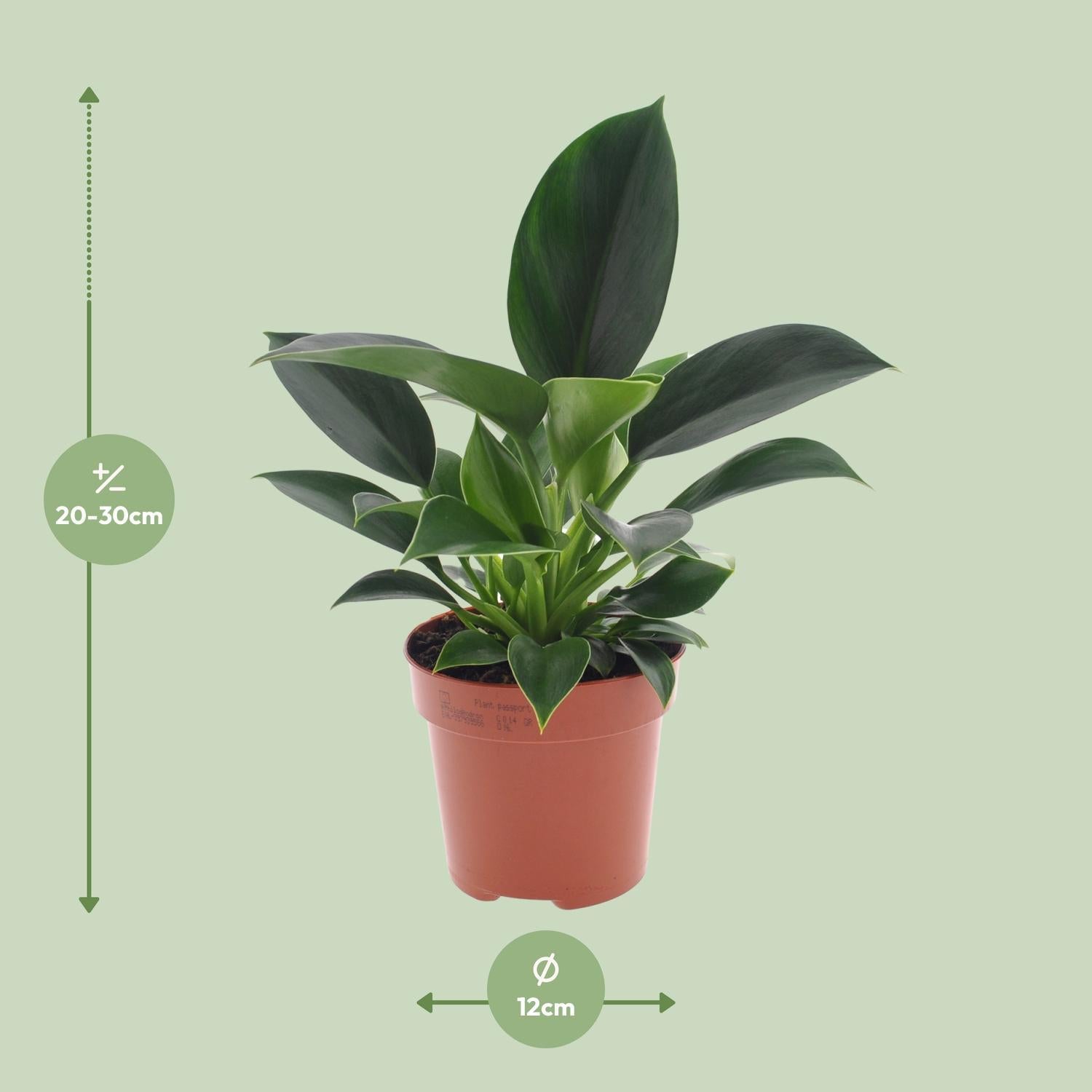 Philodendron Groene Prinses - Ø12cm - ↕25cm