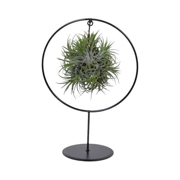 Bromelie-Luftpflanze - Tillandsia Ring Mix (Medium)  - Ø17cm - ↕30cm