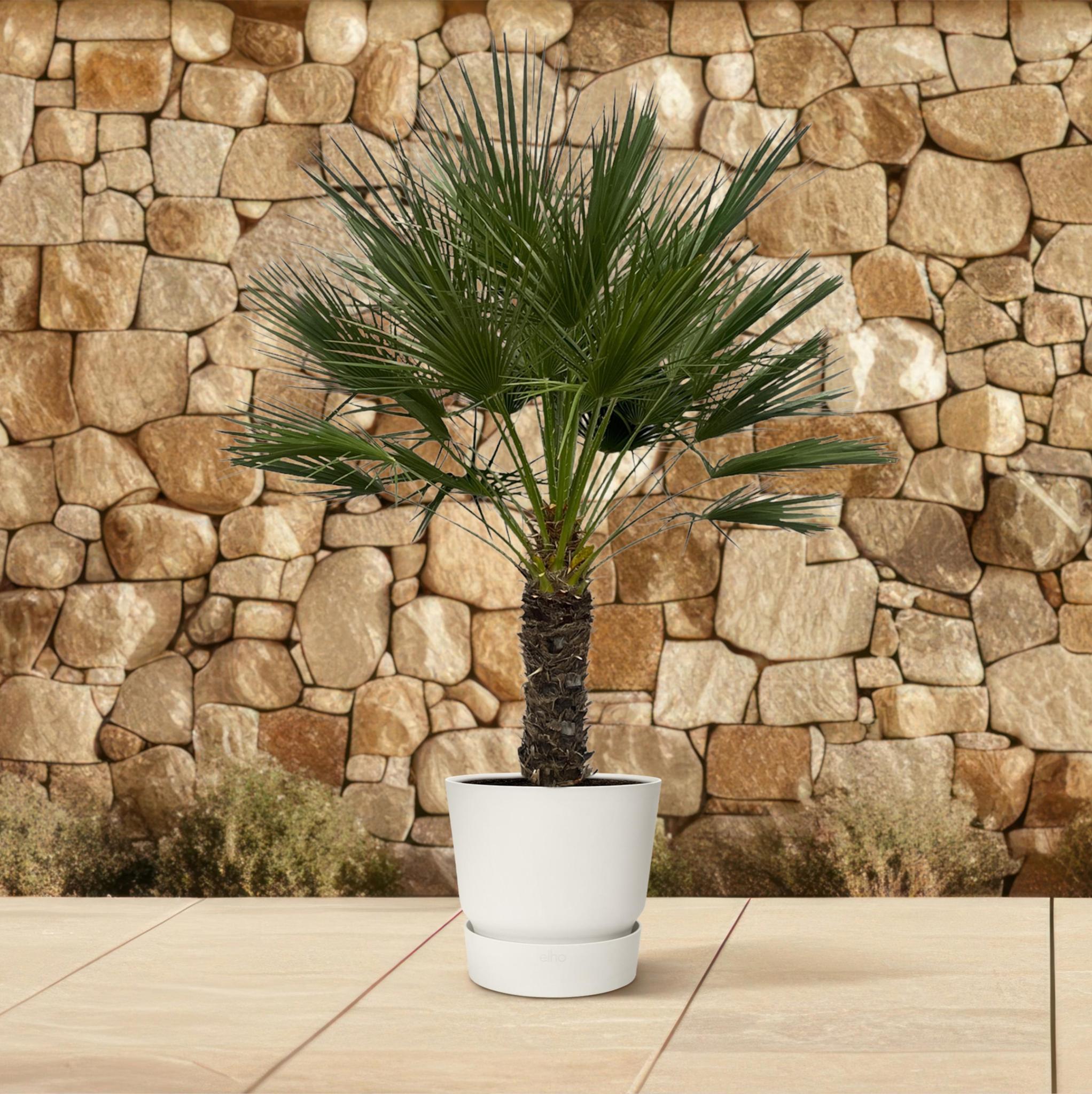 Zwergpalme auch Europäische Zwergpalme - Chamaerops Humilis - 150 cm - Ø45cm