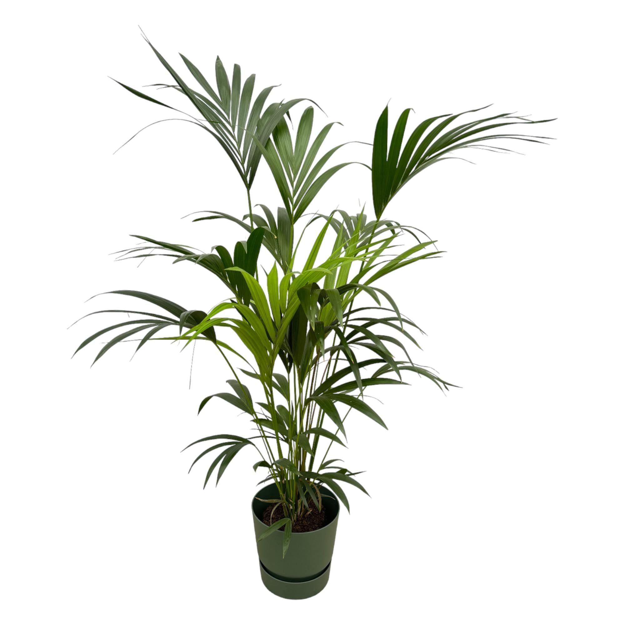 Kentia palm inclusief elho Greenville Round Topf grün - 160cm - Ø30